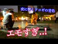 【エモい】プロが突然Mr.Childrenの「HANABI」を演奏したら急にみんな投げ銭しだした!