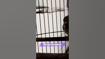 Suara Pancingan Burung Gereja Betina Memanggil Gereja Jantan Agar Langsung Bunyi | Kicau Tembak