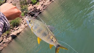 ESA FUE LA CARNADA!!!  EN BUSCA DEL MAYOR DEPREDADOR DEL RIO🎣