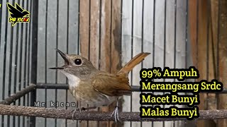 Download Lagu SRDC Nyuling Ngeplong Cocok Untuk Pancing Bunyi MP3