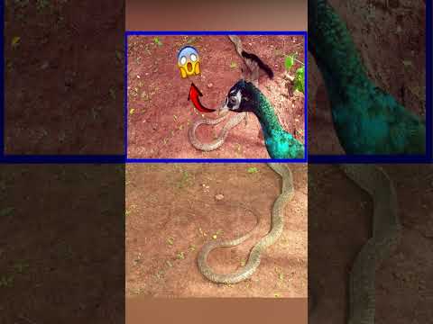 Cuando el pavo real ataca a la serpiente