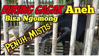 Burung Gagak Bisa Ngomong | aneh Tapi Nyata