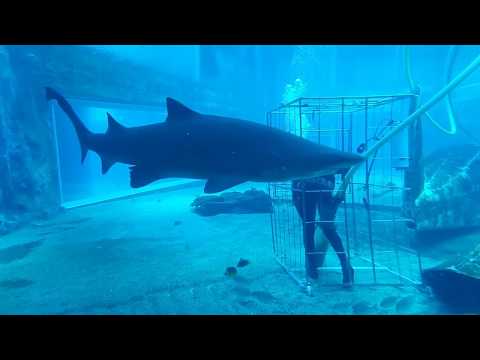 Shark Tank Cleaning at uShaka Sea World