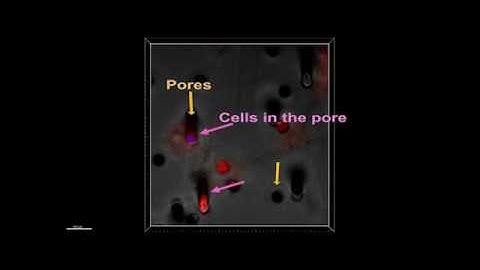 Microdroplet chain array for cell migration assays