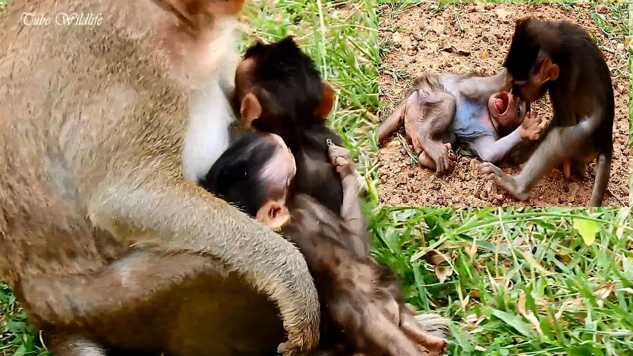 petco hours Aw, Looks like a twins cutie & gorgeous baby LIZZA & COPPER playing & climbing in front of mom COCO.