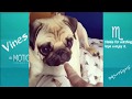 Pugs Are Awesome-Funny Puppies Compilation 2016 #4