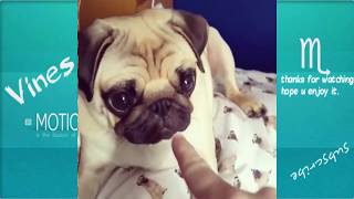 Pugs Are Awesome-Funny Puppies Compilation 2016 #4 by Vines Motion 59,066 views 7 years ago 10 minutes, 7 seconds
