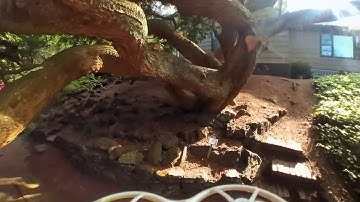 Emax Tinyhawk flight through tree canopy