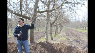 2 Manejo nutricional del nogal en condiciones de estrés salino