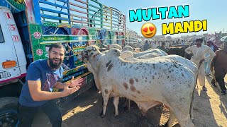 Multan ki cow mandi pohanch gae finally 😍 Mandi series shuru hogai 🐂