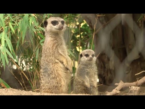 Vídeo: Os suricatos são bons animais de estimação?