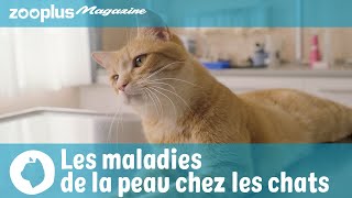 Les maladies de la peau chez les chats : causes, symptômes, traitements