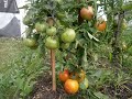 Обзор семян томатов на 2021 год, часть 2.