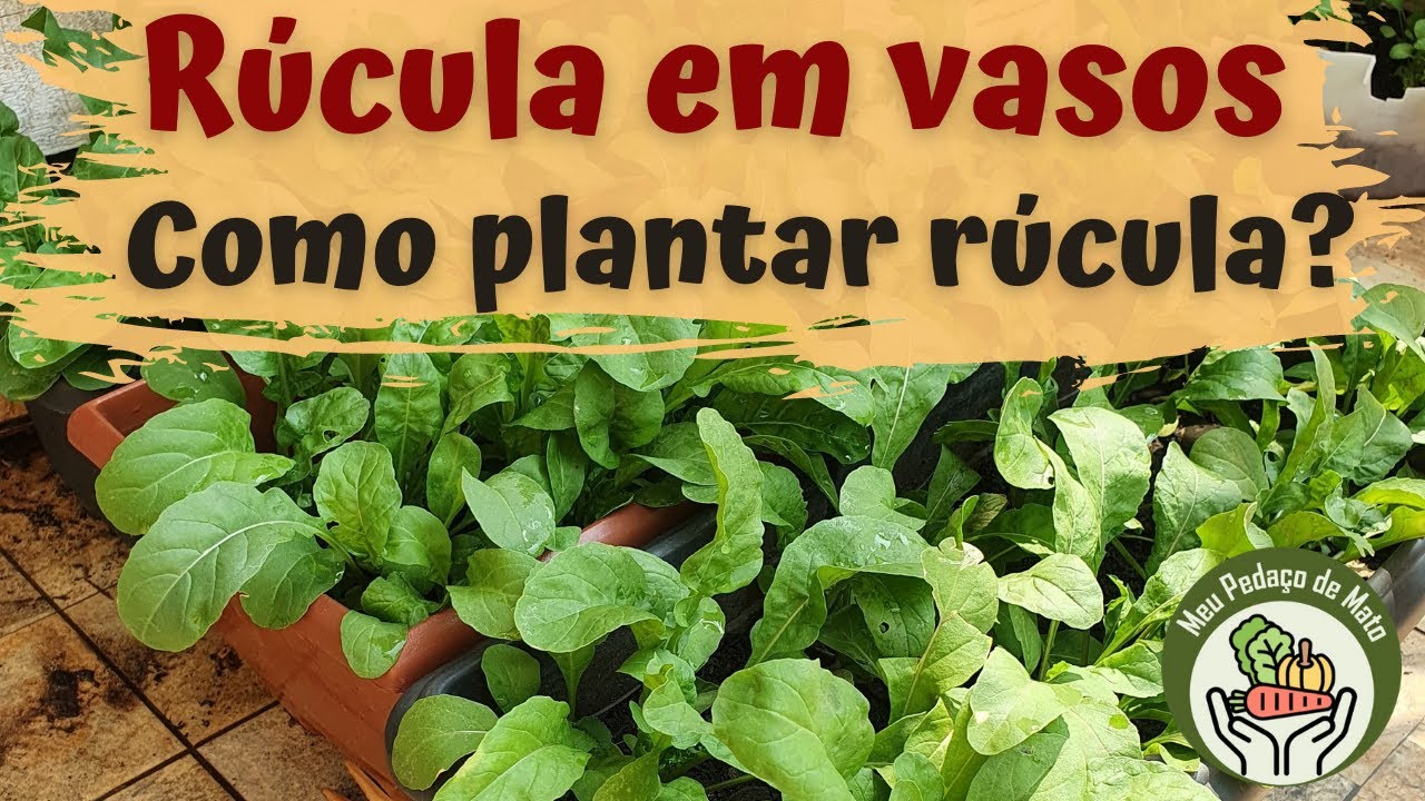 Semear Rucula Como plantar rúcula? Aprenda a semear e tenha rúcula na sua casa e ...