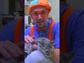 Blippi Pets a Cute Kitten at an Animal Shelter! | Blippi Toys | #blippi #shorts #animals