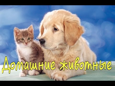 ДОМАШНИЕ ЖИВОТНЫЕ Развивающее видео для детей 1 -3 года Russian words for kids. Animals