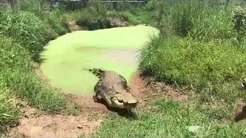 Quanto può correre un coccodrillo?