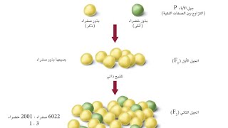 درس الوراثة المندلية / أحياء ثاني ثانوي مسارات الفصل الدراسي الثالث