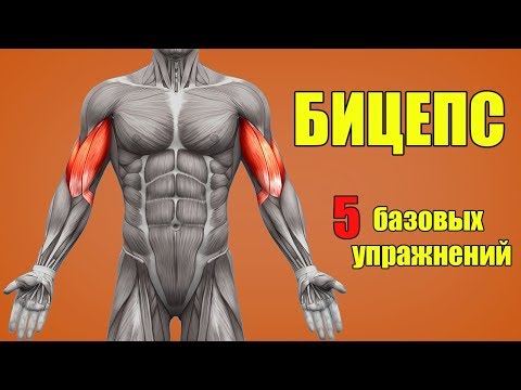 БИЦЕПС. 5 БАЗОВЫХ УПРАЖНЕНИЙ + ОШИБКИ УБИВАЮЩИЕ ПРОГРЕСС!