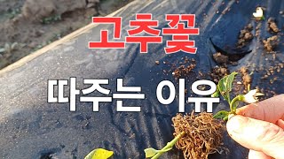 고추정식 15일차.  고추 키를 키우기 위해서 꽃을 따주고 있네요. #고추정식