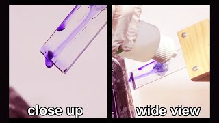 How to Gram Stain Bacteria - Techniques Demonstration