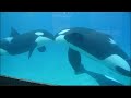 Corky, Ikaika, Keet, and Makani at Orca Underwater Viewing -  SeaWorld San Diego - January 3, 2024