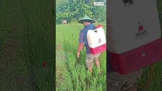 Before insects arrive,protection is already there.#SprayingRice#RiceFarming#RiceFarmer