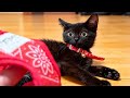 子猫が子犬になる訓練をした結果。。