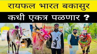 सप्त हिंदकेसरी भारत, मोठ्या मैदानाचा मोठा वस्ताद रायफल आणि बारम हिंदकेसरी बकासुर हे तिघे एकत्र कधी?