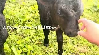 Player Profile Meet our new Mini Moo calves!