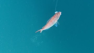 Câu Cá Côn Đảo |Câu Mực Biển Tây #57