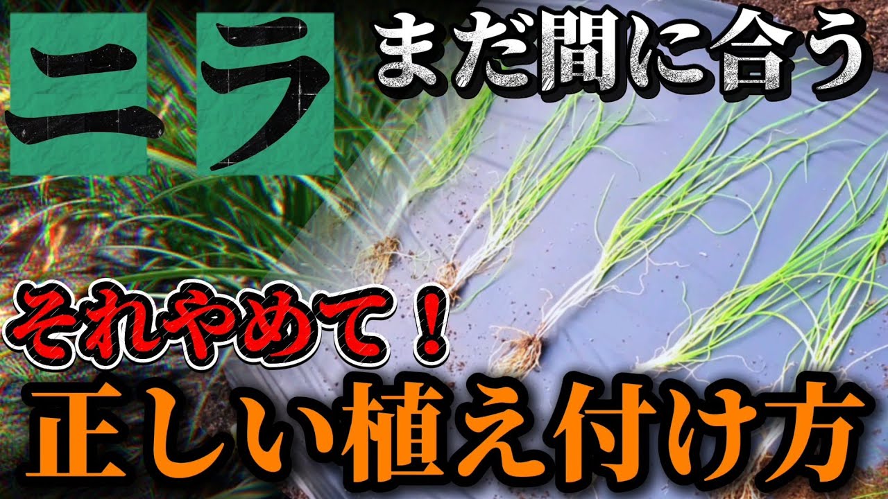 ニラ苗　霞様確認ページ Chinese chives] If you plant them incorrectly, it can be