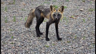 Female Fox With Her Kits