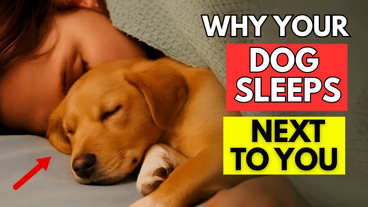 🐶 Если ваша собака спит в вашей кровати, вот что это значит