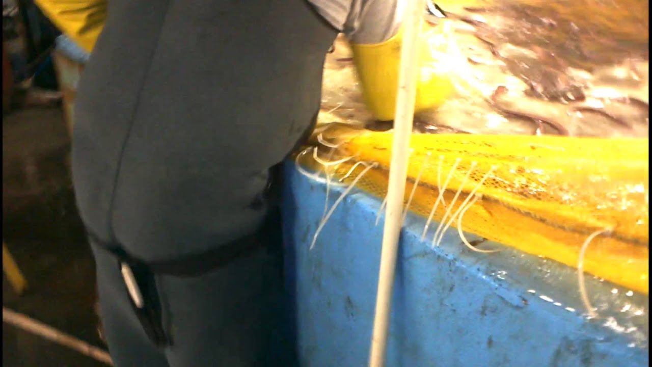 Slime eels making slime YouTube