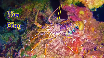 Lặn Biển Lúc 12 Giờ Đêm “Bất Ngờ “ Phát Hiện Tôm Hùm Cõng Con | Lặn Biển 10 Mét Nước