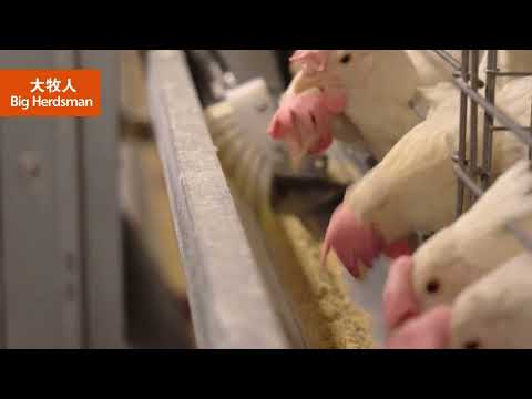 Big Herdsman Guangxi 3 5 Million  layer project