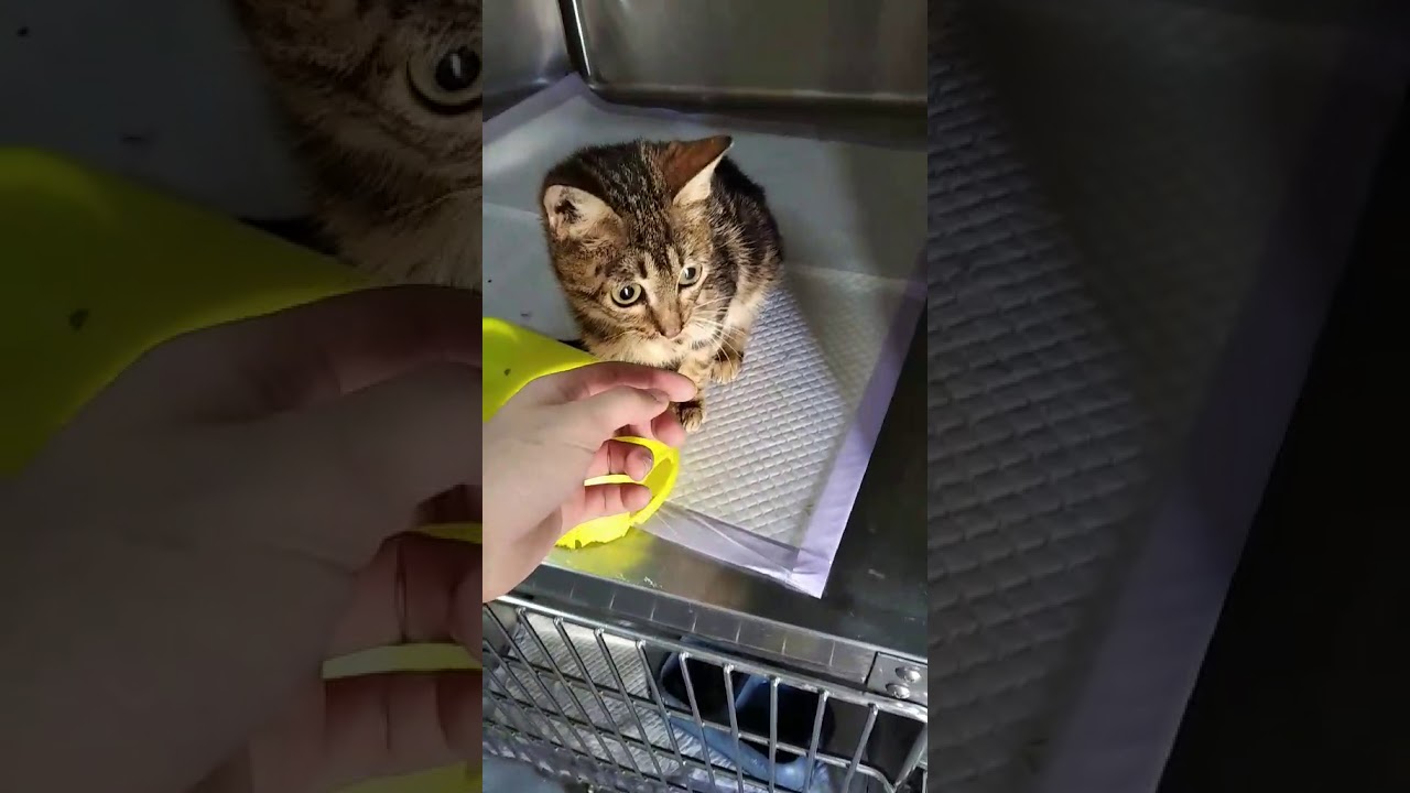Helping this cat 
