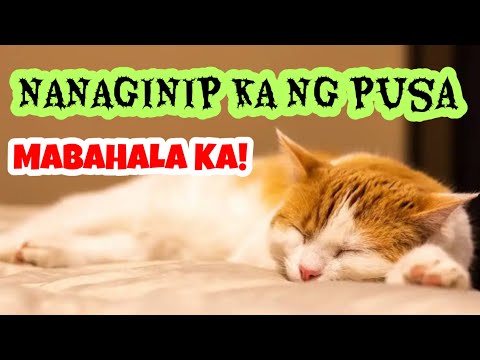 Dapat Mo Palang