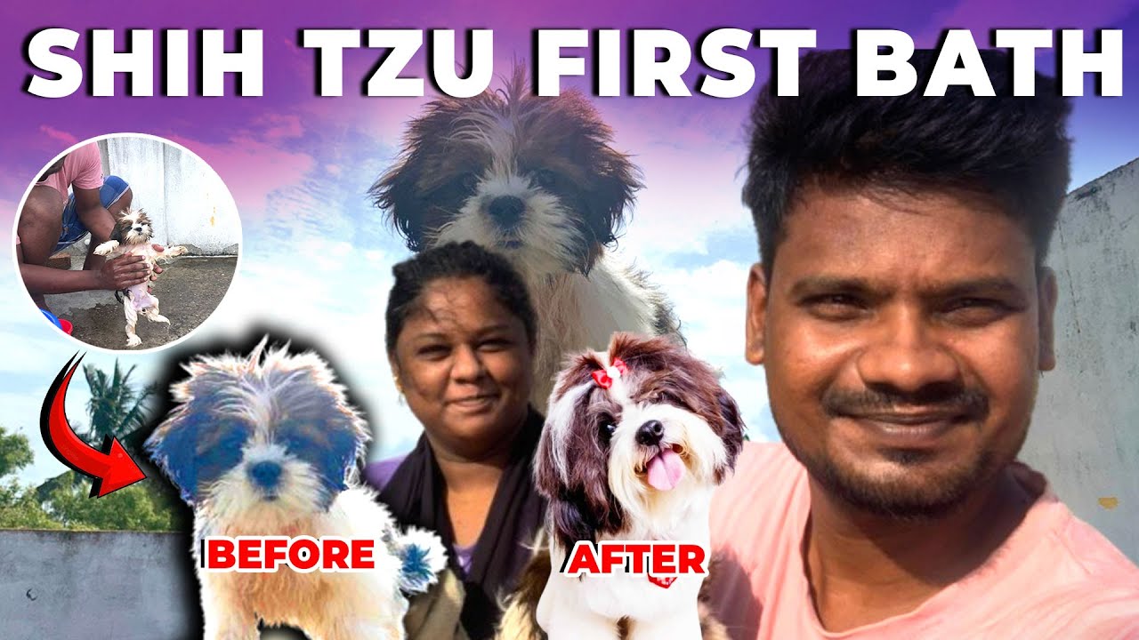 🐾First bath for the Shih Tzu puppy | Tamil | 