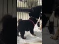 【豆柴犬】マイケルくんが大好きな姫ちゃん❤️😍