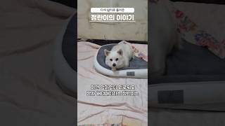 쉼터로 돌아온 정란이가 다시 웃을수 있게 임보입양가족이 되어주세요 #비글구조네트워크 #보은쉼터 #비구협정란