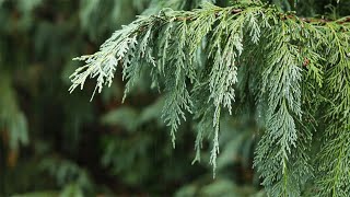 Relaxing Music and Soft Rain Sounds: Beautiful Piano, Sleep Music, Stress Relief, Meditation Music screenshot 4
