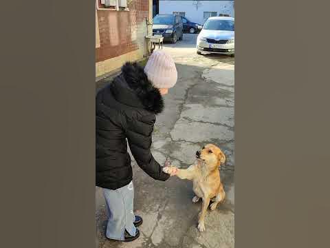 Умная собака 🐶 - YouTube