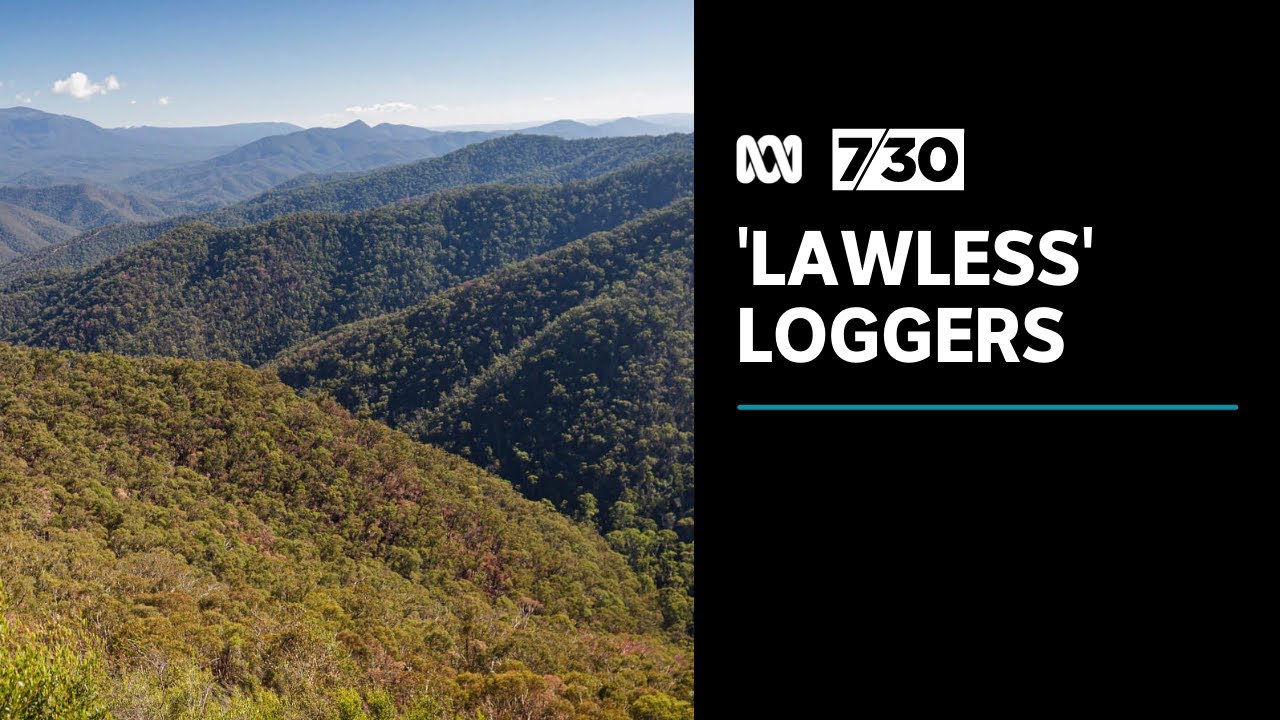 Allegations of widespread illegal logging in Victorian water catchment areas | 7.30
