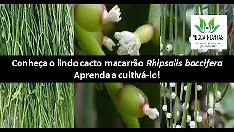 Como cuidar de uma planta rhipsalis?
