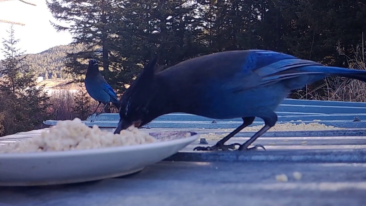 Steller Jays eating YouTube
