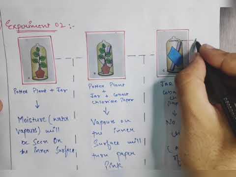 TRANSPIRATION EXPERIMENTS / GUTTATION ( HYDATHODES ) - YouTube