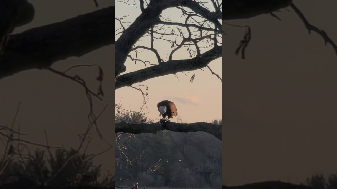 Bald Eagle eats a goose on Phantom Lake Mukwonago  Wi