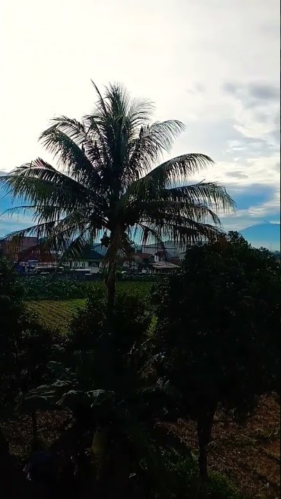 Mentahan story wa || Yasir lana